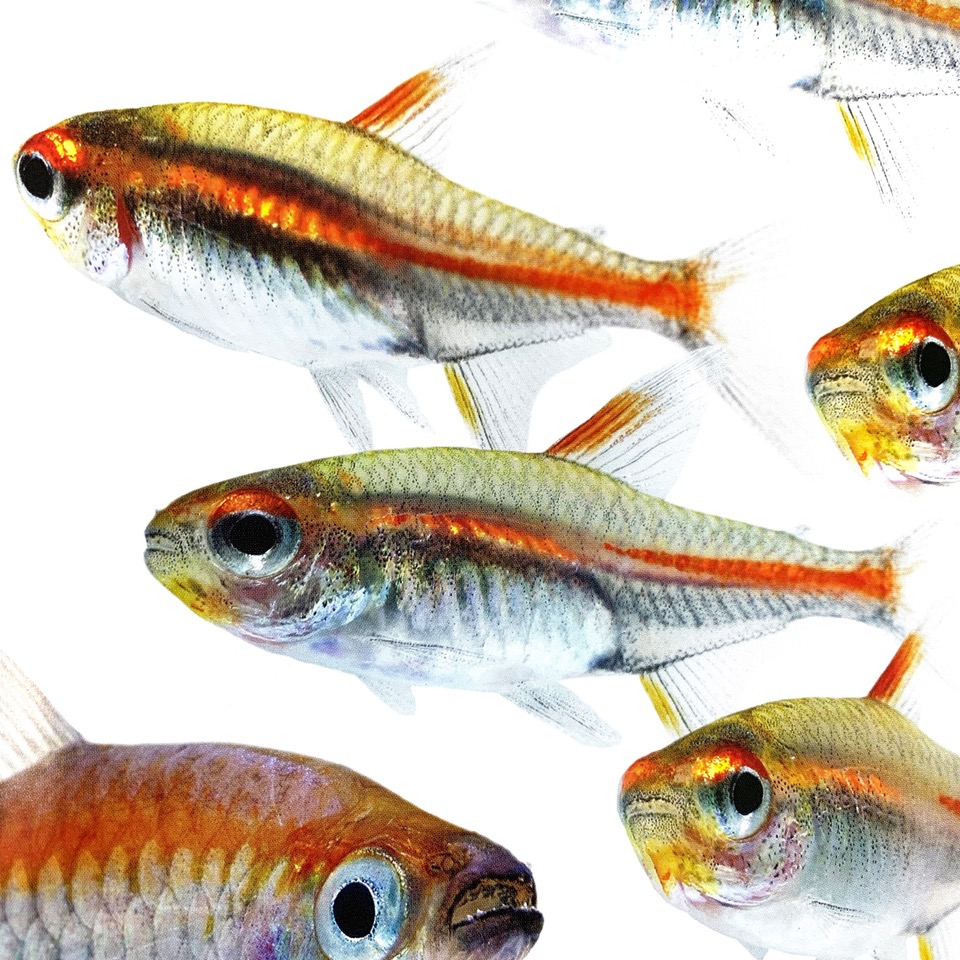 Hemigr.gracilis   Vuurneon M